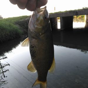 Meet your Posher, Brady